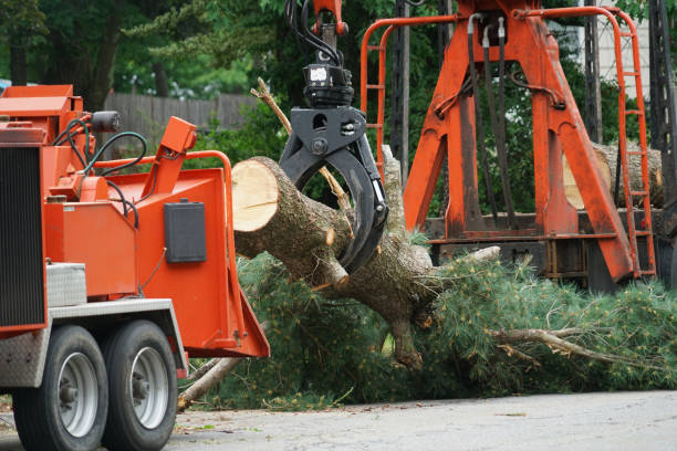 Reliable Mount Vernon, VA  Tree Services Solutions