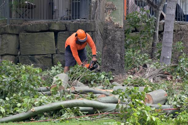 Why Choose Our Tree Removal Services in Mount Vernon, VA?